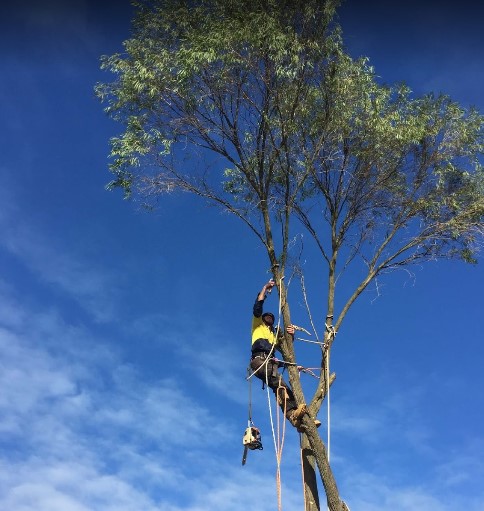 Ace's Tree & Garden Service